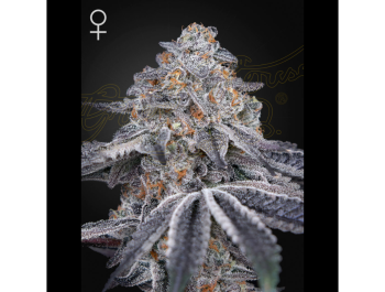 GREEN HOUSE SEED CO. - VELVET MOON FEM