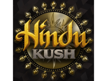 BARNEY'S FARM - HINDU KUSH FEM