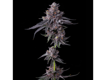 BARNEY'S FARM - ZILLIONS FEM