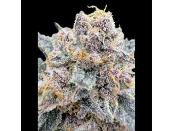 FAST BUDS - CHERRY COLA AUTO RF3 FEM