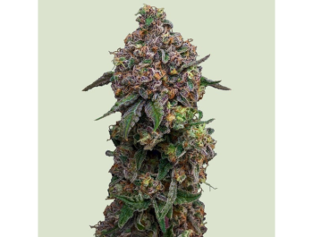 ROYAL QUEEN SEEDS - COSMIC CHEDDAR F1 FEM