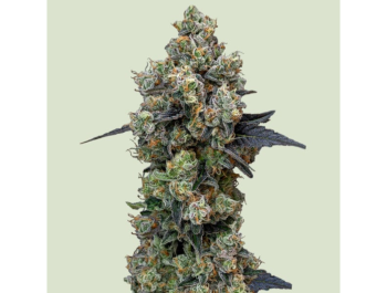 ROYAL QUEEN SEEDS - ORBITAL BANANA F1 FEM