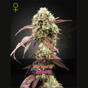 GREEN HOUSE SEED CO. - WEST COAST OG X ICE CREAM #41 AUTOFLORECIENTE FEM
