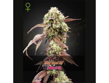 GREEN HOUSE SEED CO. - WEST COAST OG X ICE CREAM #41 AUTOFLORECIENTE FEM