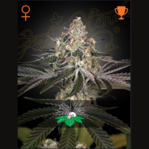 GREEN HOUSE SEED CO. - WHITE WIDOW FEM