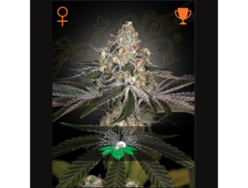 GREEN HOUSE SEED CO. - WHITE WIDOW FEM