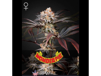 GREEN HOUSE SEED CO. - WONDER PIE FEM