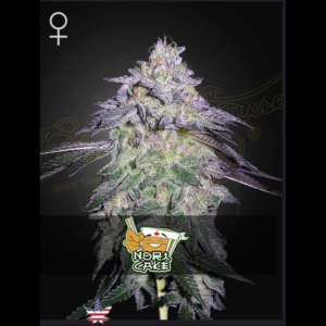 GREEN HOUSE SEED CO. - NORI CAKE FEM