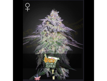 GREEN HOUSE SEED CO. - NORI CAKE FEM