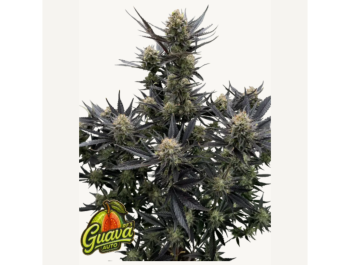 FAST BUDS - GUAVA AUTO RF3 FEM