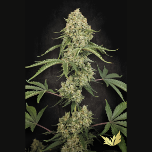 PARADISE SEEDS - TROPICAL FRIUT CAKE FEM