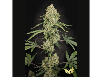 PARADISE SEEDS - TROPICAL FRIUT CAKE FEM