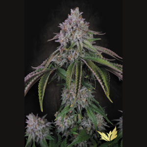 PARADISE SEEDS - VELVET MIST FEM