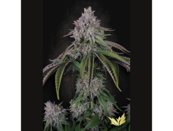 PARADISE SEEDS - VELVET MIST FEM