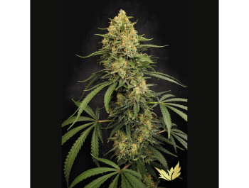 PARADISE SEEDS - ZESTY BLISS FEM