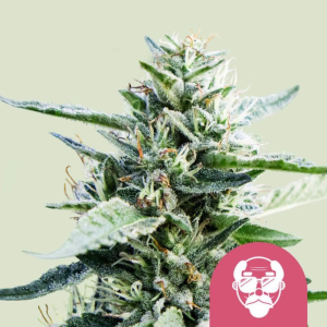 ROYAL QUEEN SEEDS - GRANDADDY PURPLE FEM (USA PREMIUM)