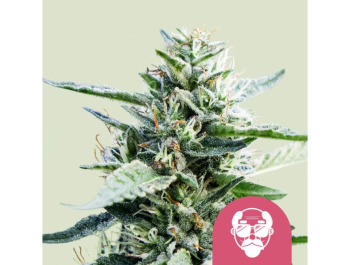 ROYAL QUEEN SEEDS - GRANDADDY PURPLE FEM (USA PREMIUM)