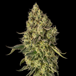 SILENT SEEDS - PEACH CAKE FEM (By COOKIES)