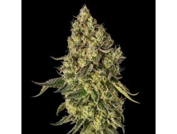 SILENT SEEDS - PEACH CAKE FEM (By COOKIES)