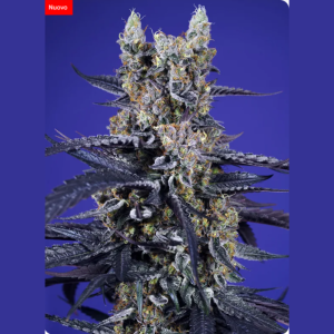 SWEET SEEDS - SUPER BOOF XL AUTO® FEM (SWS119)