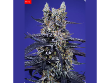SWEET SEEDS - SUPER BOOF XL AUTO® FEM (SWS119)
