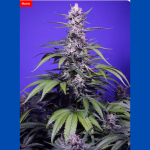 SWEET SEEDS - PERMANENT MARKER XL AUTO® FEM (SWS120)