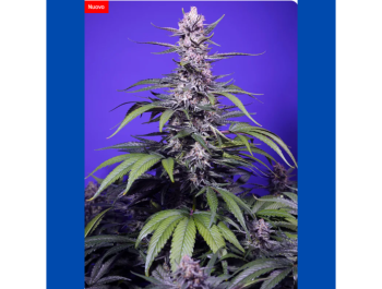 SWEET SEEDS - PERMANENT MARKER XL AUTO® FEM (SWS120)