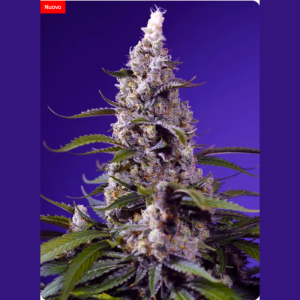 SWEET SEEDS - BANANA CREAM CAKE XL AUTO® FEM