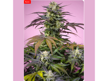 SWEET SEEDS - GELONADE® FEM (SWS123)