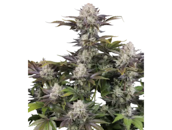 FAST BUDS - FROSTBANGER AUTO F4 FEM