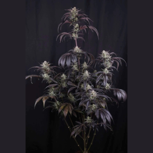 FAST BUDS - STRAWBERRY GORILLA AUTO RF3 FEM
