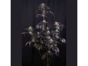 FAST BUDS - STRAWBERRY GORILLA AUTO RF3 FEM