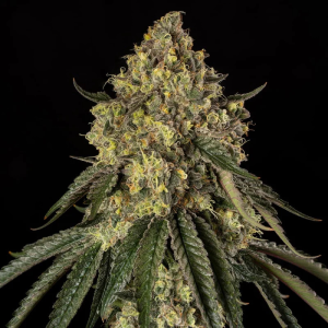 SILENT SEEDS - B-52 FEM