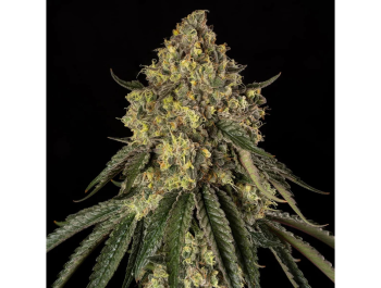 SILENT SEEDS - B-52 FEM