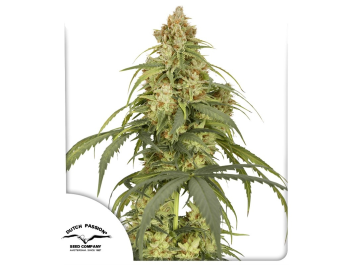 DUTCH PASSION - AUTO CBD VICTORY FEM