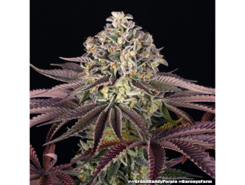 BARNEY'S FARM - GRANDDADDY PURPLE FEM