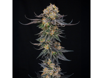 SILENT SEEDS - KING OF KINGS JULIAN MARLEY FEM