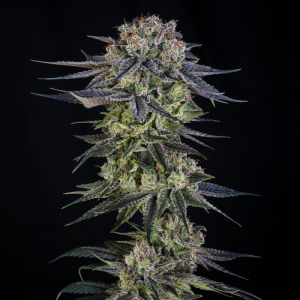 SILENT SEEDS - JULIAN MARLEY SPECIAL JULIAN MARLEY FEM