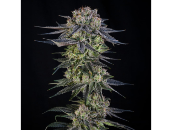 SILENT SEEDS - JULIAN MARLEY SPECIAL JULIAN MARLEY FEM