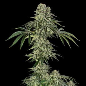 SILENT SEEDS - JAMAICAN MOUNTAIN JULIAN MARLEY FEM