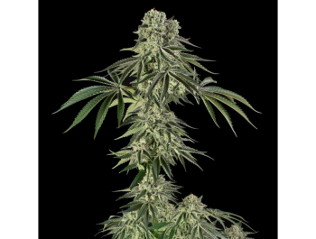 SILENT SEEDS - JAMAICAN MOUNTAIN JULIAN MARLEY FEM