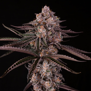 SILENT SEEDS - JAMAICAN SUNSET JULIAN MARLEY FEM