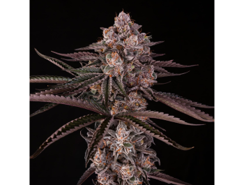SILENT SEEDS - JAMAICAN SUNSET JULIAN MARLEY FEM