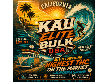 KALI ELITE BULK CO. - AUTO LEMON CANDY RUNTZ FEM