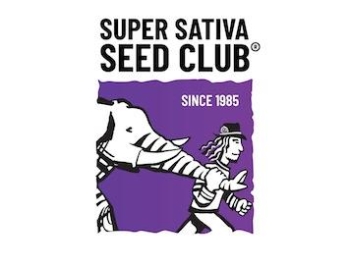 SUPER SATIVA SEED CLUB - PURPLE OG PUNCH FEM