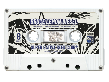 SUPER SATIVA SEED CLUB - BUCE LEMON DIESEL FEM