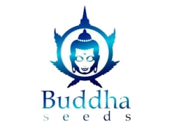 BUDDHA SEEDS