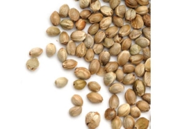 SEMI DI CANAPA CERTIFICATI CE