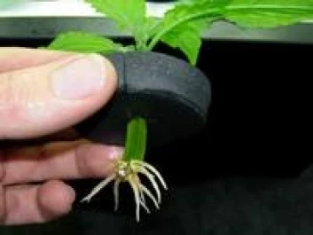 MPOT - NEOPRENE COLLAR FOR NUTRICULTURE CUTTINGS DIAMETER 5CM