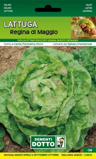 11110138 - LATTUGA REGINA DI MAGGIO ORTO BIOLOGICO DOTTO SEMENTI